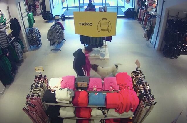 stray dog caught shoplifting clothes in a hilarious security cam video