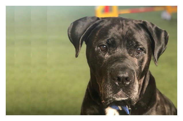 battersea 8217 s unluckiest dog may bring you the best love ever