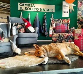IKEA Store Opens Doors to Stray Dogs in Italy