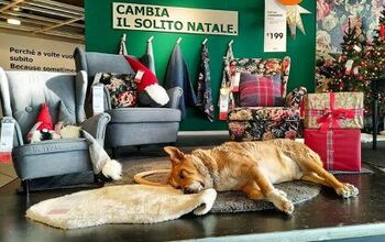 IKEA Store Opens Doors to Stray Dogs in Italy