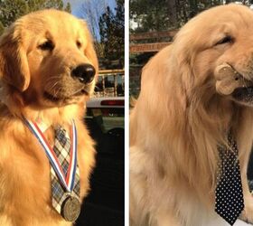 too cute for words golden retriever max is the official mayor of a ca