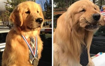 Too Cute for Words: Golden Retriever Max Is the Official Mayor of a Ca