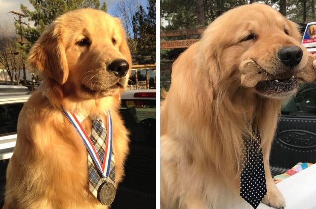 too cute for words golden retriever max is the official mayor of a californian town
