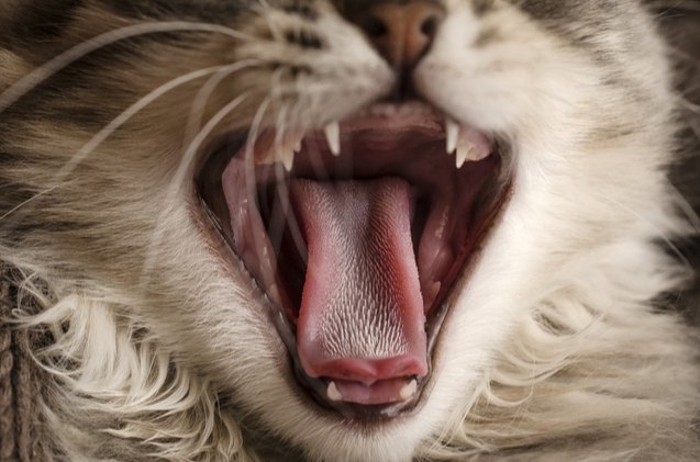 researchers developed a cat brush that looks and works like a feline tongue