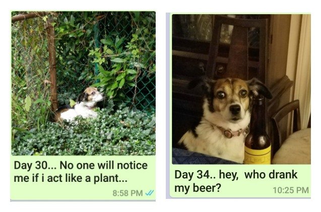 world 8217 s best mom sends dog a day pictures to her son for a year