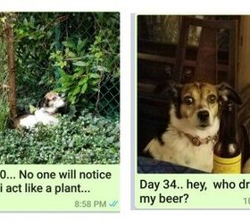 World’s Best Mom Sends Dog-A-Day Pictures To Her Son For A Year