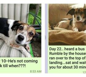 worlds best mom sends dog a day pictures to her son for a year