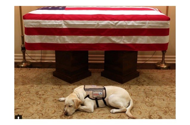 president george h w bush 8217 s service dog sully completes his mission