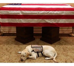 President George H.W. Bush’s Service Dog Sully Completes His Mission