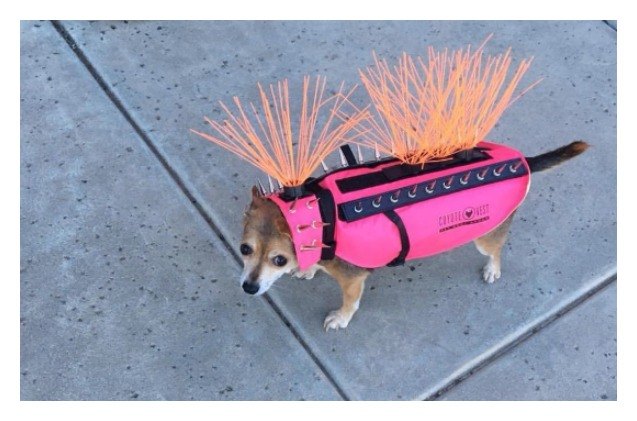 dog 8217 s coyote proof vest picture goes viral