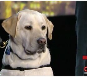 anderson cooper celebrates president bushs service dog sully