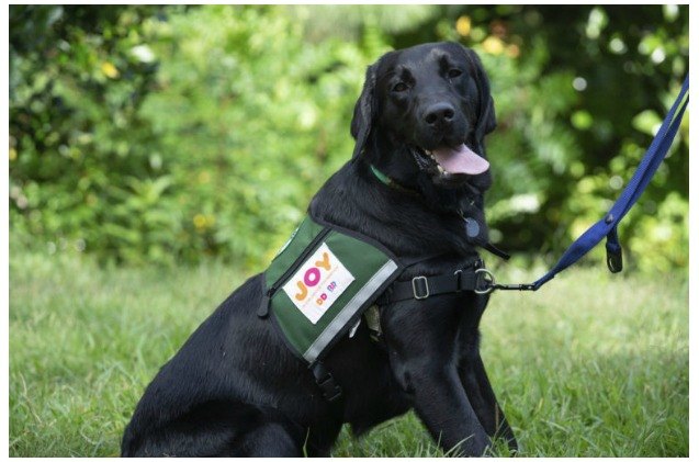 dunkin 8217 brands dogs for joy program has new chief officer of joy