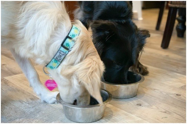 a pup above cooks up worlds first sous vide dog food