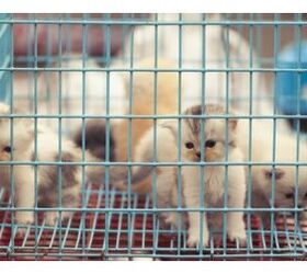 lucys law confirmed in england bans pet stores from selling puppie