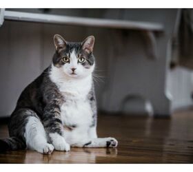 Today’s Cats Are Fat Cats Compared To Viking-Era Felines