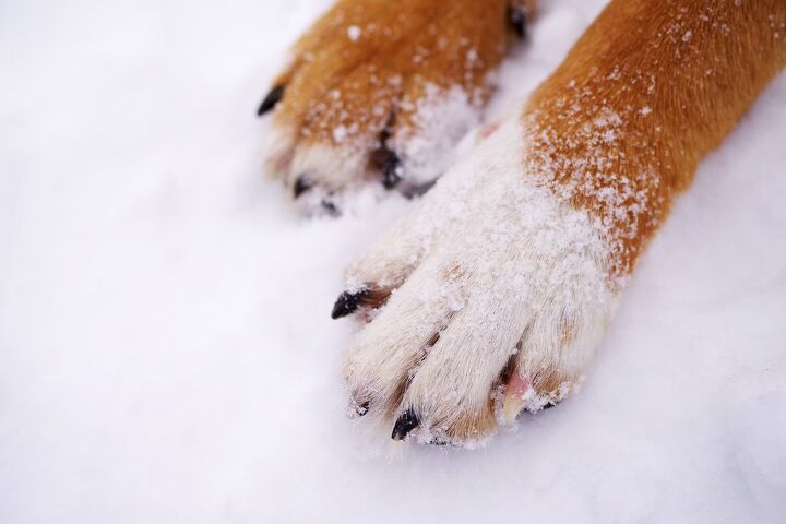top 10 products to keep your dog 8217 s paws safe this winter