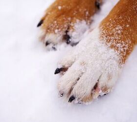 Top 10 Products To Keep Your Dog’s Paws Safe This Winter