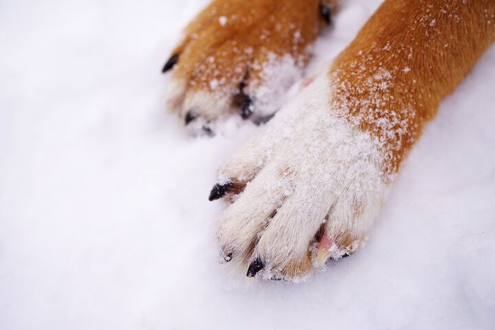 top 10 products to keep your dogs paws safe this winter