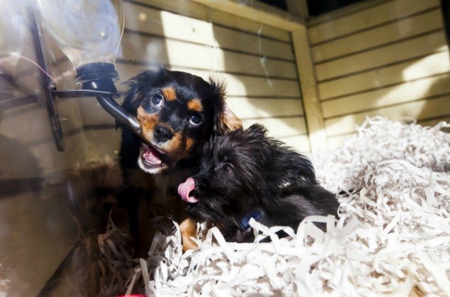 california 8217 s new law bans pet stores from selling non rescue pets