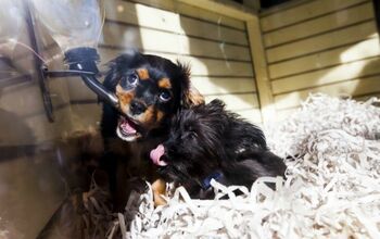 California’s New Law Bans Pet Stores From Selling Non-Rescue Pets