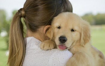 We’re Making Reservations for Santa Fe Resort That Has Puppy Petting