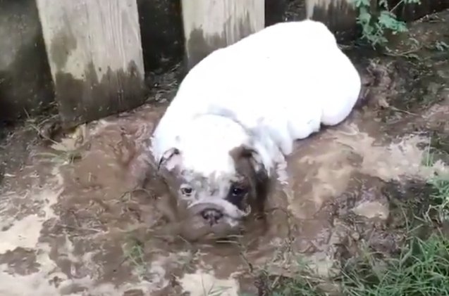 it 8217 s impossible to get mad at this mud loving puppy