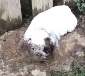 its impossible to get mad at this mud loving puppy