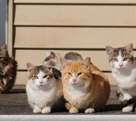 In NYC, Feral Felines Get A Second Chance at Life as "Working Cats"