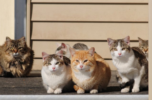 in nyc feral felines get a second chance at life as working cats