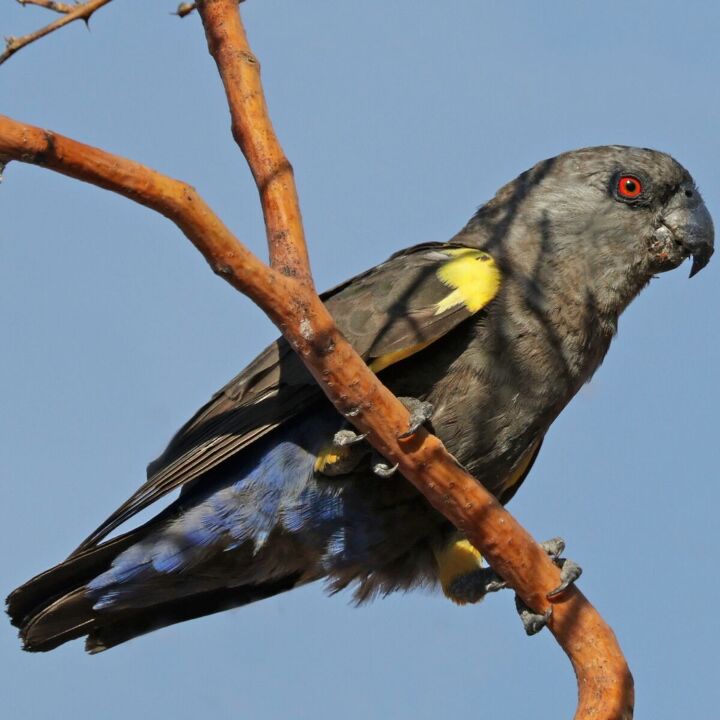 rppells parrot