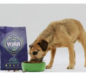 What’s For Dinner? Pet Food Company Goes Green With Grubs