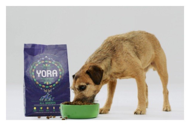 whats for dinner pet food company goes green with grubs