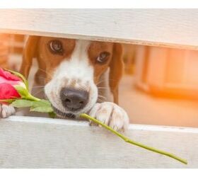 Forget Roses! Animal Shelters’ Cuddlegrams Are Best Valentine’s Gi