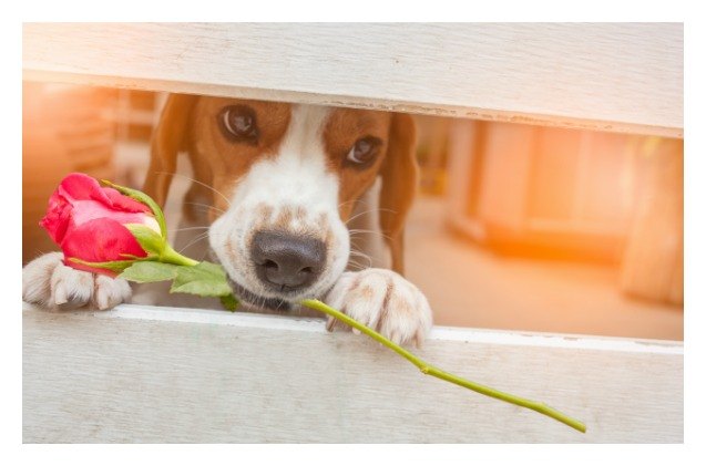 forget roses animal shelters cuddlegrams are best valentines gi