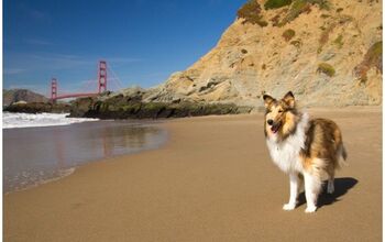 Dog Groups Help America’s Parks Stay Beautiful During Shut Down