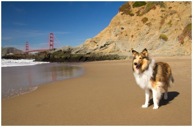 dog groups help americas parks stay beautiful during shut down
