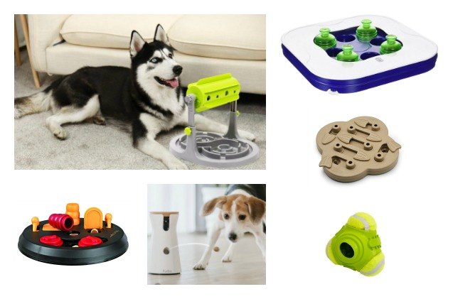 top 10 toys to keep your dog mentally sharp