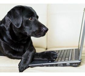 Why Facebook Is A Rescue Dog’s (Second) Best Friend