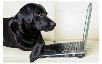 Why Facebook Is A Rescue Dog’s (Second) Best Friend