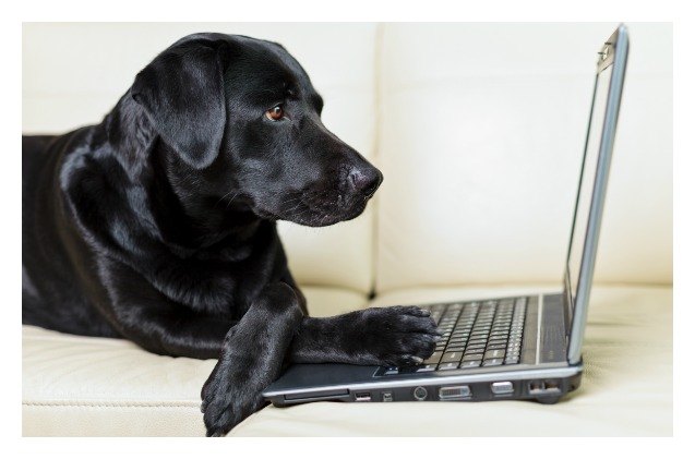 why facebook is a rescue dogs second best friend