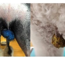 glitter balls pet groomings new trend