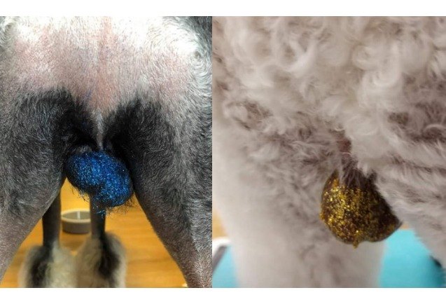 glitter balls pet groomings new trend