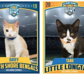 Hallmark Channel’s Kitten Bowl VI: Here Are Your Champs!