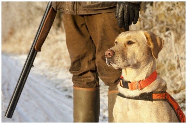 german hunter 8217 s gun license revoked after his dog shoots him in the arm
