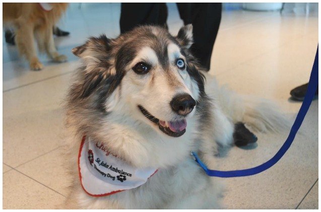 toronto international travelers to enjoy airport 8217 s first therapy dogs