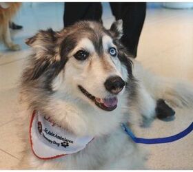 Toronto International Travelers To Enjoy Airport’s First Therapy Dog