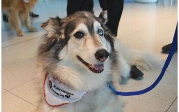 Toronto International Travelers To Enjoy Airport’s First Therapy Dog