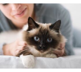 Study: Cats’ Personalities May Be Mirrors Of Their Human Parents’