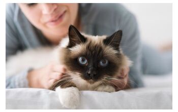 Study: Cats’ Personalities May Be Mirrors Of Their Human Parents’