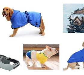 Best Swim Gear For Your Dog